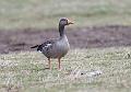 Grågås - Greylag goose (Anser anser)